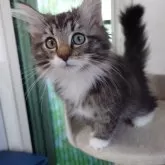 ノルウェージャンフォレストキャット