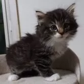 ノルウェージャンフォレストキャット