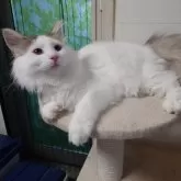 ノルウェージャンフォレストキャット