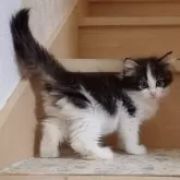 ノルウェージャンフォレストキャット