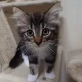 ノルウェージャンフォレストキャット