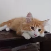 ノルウェージャンフォレストキャット