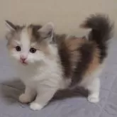 ノルウェージャンフォレストキャット