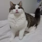 ノルウェージャンフォレストキャット