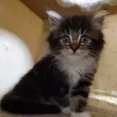 ノルウェージャンフォレストキャット