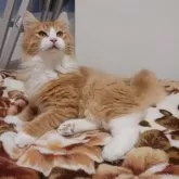 ノルウェージャンフォレストキャット