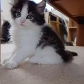 ノルウェージャンフォレストキャット