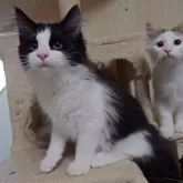 ノルウェージャンフォレストキャット