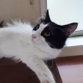 ノルウェージャンフォレストキャット