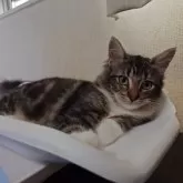 ノルウェージャンフォレストキャット