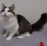 ノルウェージャンフォレストキャット