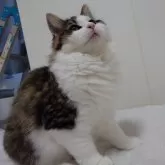ノルウェージャンフォレストキャット【埼玉県・男の子・2025年4月7日・ブラウンマッカレルタビー&ホワイト】の写真2
