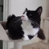 ノルウェージャンフォレストキャット【埼玉県・男の子・2025年2月25日・ブラックー&ホワイト】の写真2