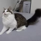 ノルウェージャンフォレストキャット【埼玉県・男の子・2025年4月7日・ブラウンマッカレルタビー&ホワイト】の写真3