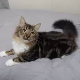 ノルウェージャンフォレストキャット【埼玉県・女の子・2025年4月7日・ブラウンクラシックタビー&ホワイト】の写真3