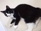 ノルウェージャンフォレストキャット【埼玉県・男の子・2025年2月25日・ブラックー&ホワイト】の写真4