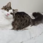 ノルウェージャンフォレストキャット【埼玉県・男の子・2025年4月7日・ブラウンマッカレルタビー&ホワイト】の写真5