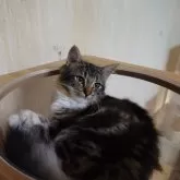 ノルウェージャンフォレストキャット【埼玉県・女の子・2025年4月7日・ブラウンクラシックタビー&ホワイト】の写真5