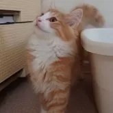 ノルウェージャンフォレストキャット【埼玉県・男の子・2025年6月10日・レッドマッカレルタビー&ホワイト】の写真6