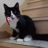 ノルウェージャンフォレストキャット【埼玉県・男の子・2025年2月25日・ブラックー&ホワイト】の写真6