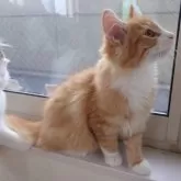 ノルウェージャンフォレストキャット【埼玉県・男の子・2025年6月10日・レッドマッカレルタビー&ホワイト】の写真7