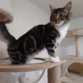 ノルウェージャンフォレストキャット【埼玉県・女の子・2025年4月7日・ブラウンクラシックタビー&ホワイト】の写真7