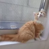 ノルウェージャンフォレストキャット【埼玉県・男の子・2025年6月10日・レッドマッカレルタビー&ホワイト】の写真8