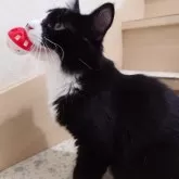 ノルウェージャンフォレストキャット【埼玉県・男の子・2025年2月25日・ブラックー&ホワイト】の写真8