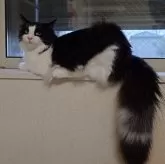 ノルウェージャンフォレストキャット【埼玉県・男の子・2025年3月12日・ブラックー&ホワイト】の写真9