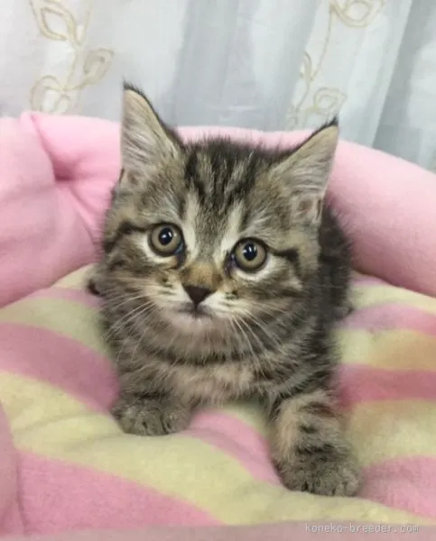 ID：1508-00517の子猫