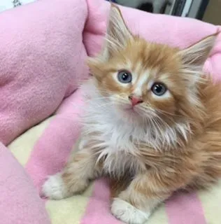 ID：1501-00015の子猫