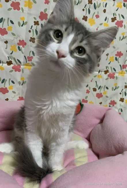 ID：2204-00509の子猫