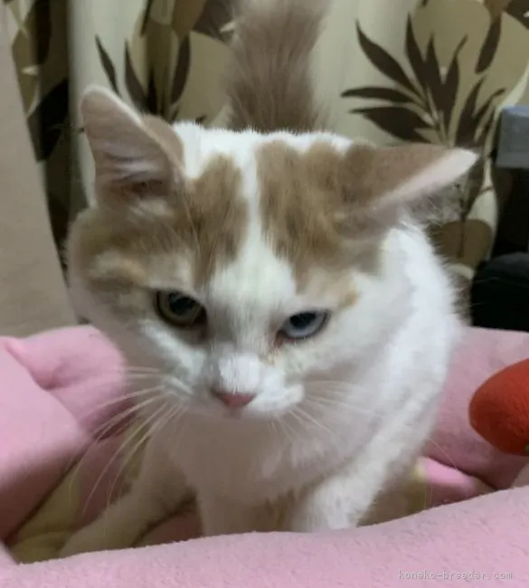 ID：2201-01841の子猫