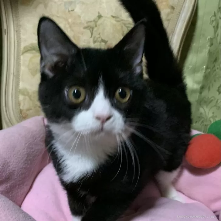 ID:2408-02370の子猫