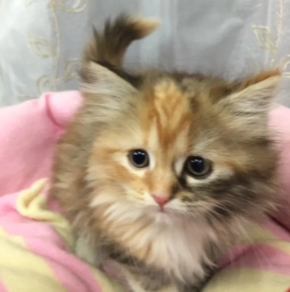 ID：1504-00240の子猫