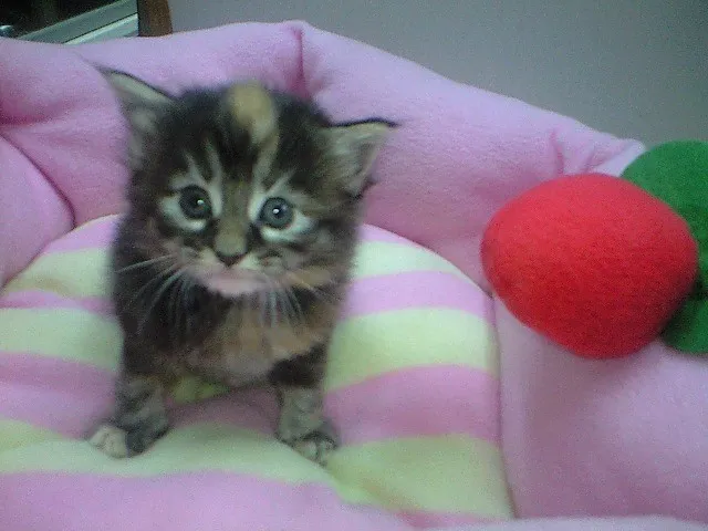 ID:1403-00009の子猫