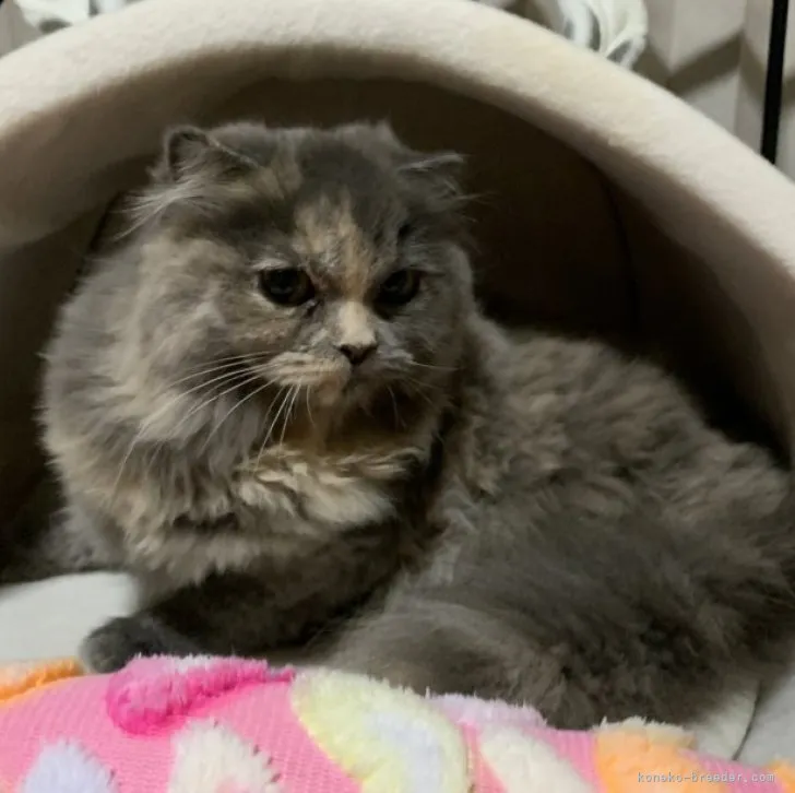 ID:2301-01469の子猫