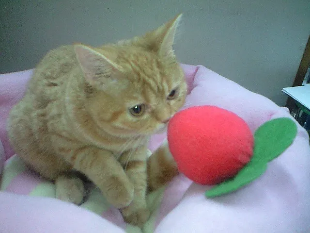 ID：1405-00034の子猫