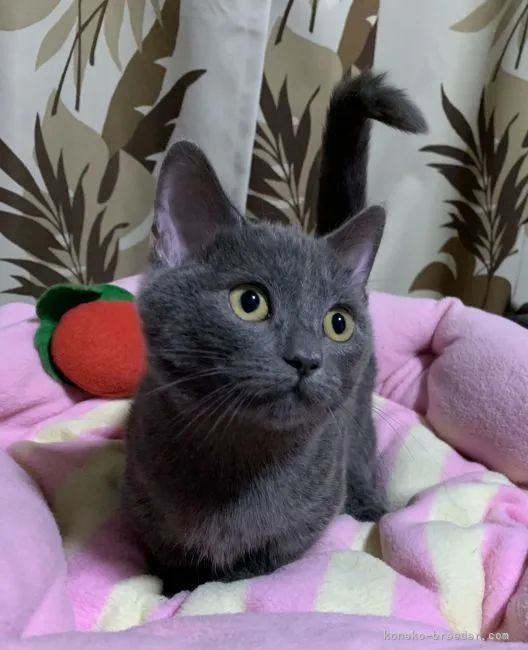 ID:2201-00171の子猫
