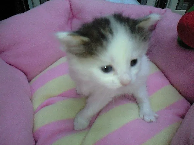 ID：1402-00136の子猫