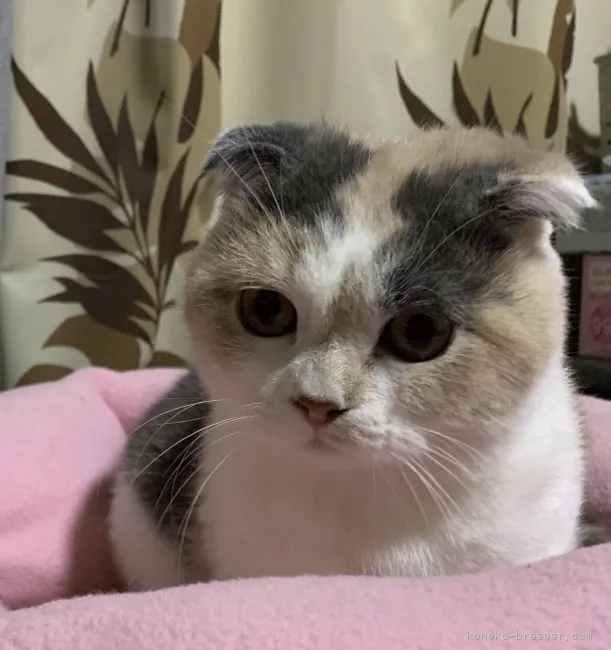 ID:2109-01234の子猫