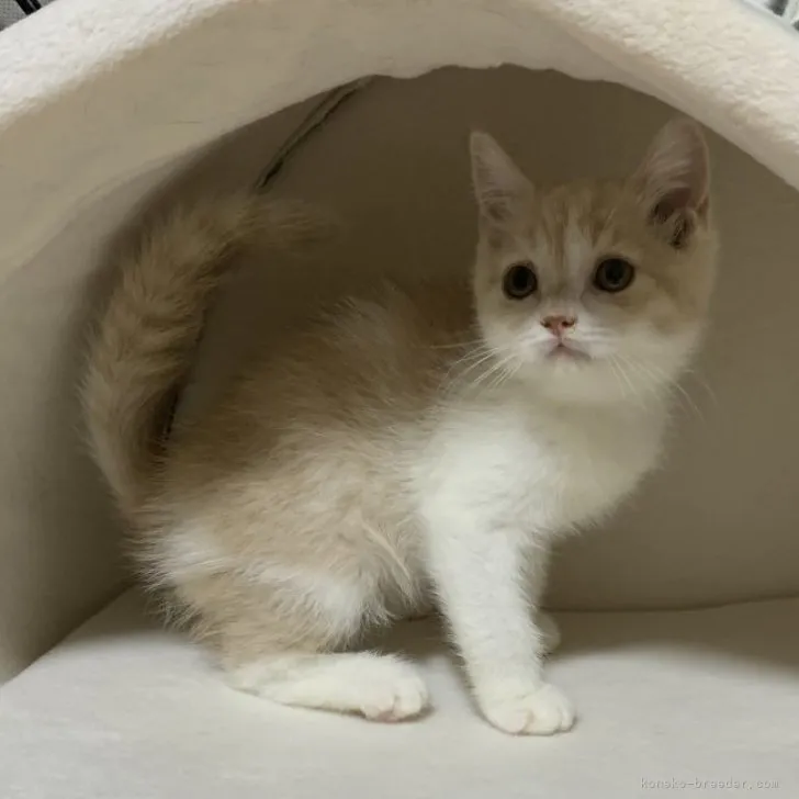 ID:2306-00831の子猫