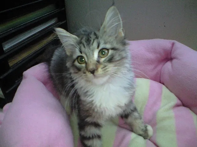 ID：1408-00233の子猫