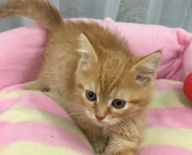 ID：1505-00083の子猫
