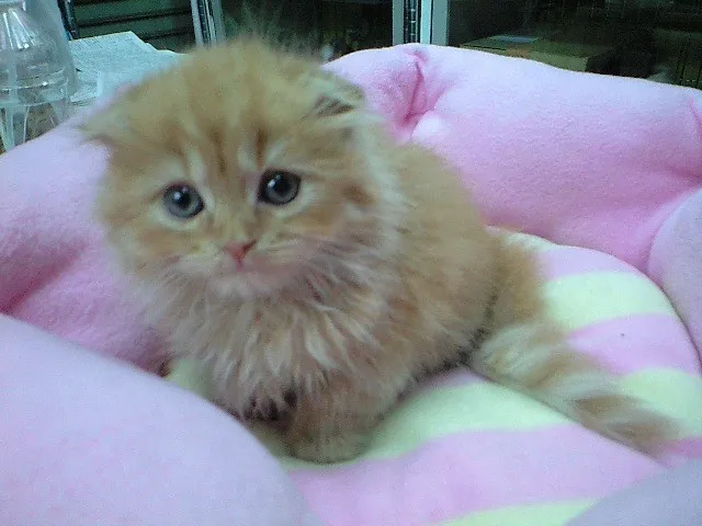ID:1404-00285の子猫