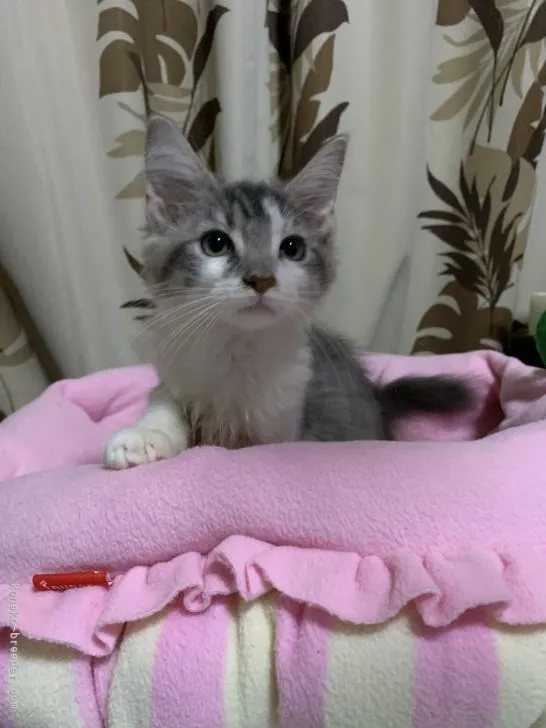 ID:2109-00585の子猫