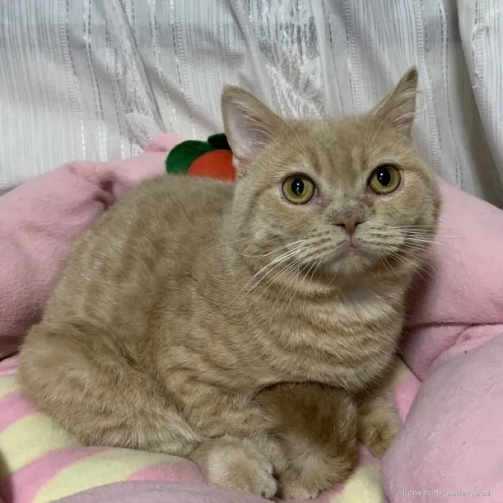 ID：2308-00750の子猫