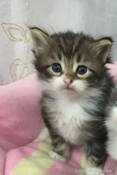 ID:1508-00515の子猫