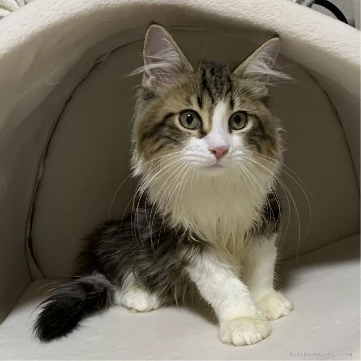 ID：2405-01254の子猫