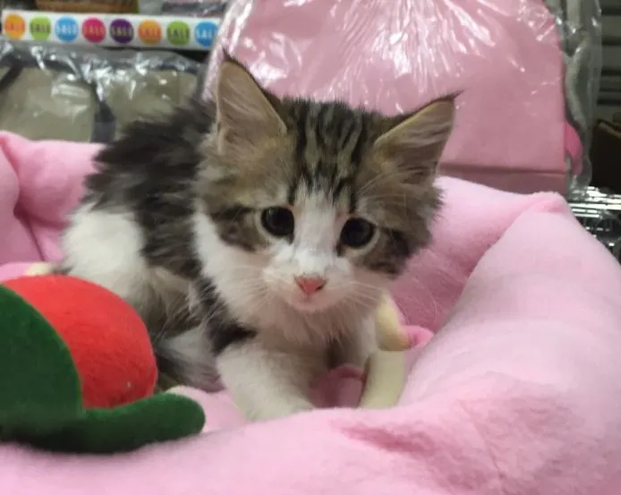 ID：1502-00228の子猫